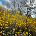 Forsythia mandschurica 'Vermont Sun' Live Plant | 2 Gallon Pot | Bright Yellow Spring Blooms
