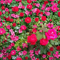 Double Knock Out® Red Rose Live Plant – 1 Gallon | Disease Resistant, Vibrant Red Blooms