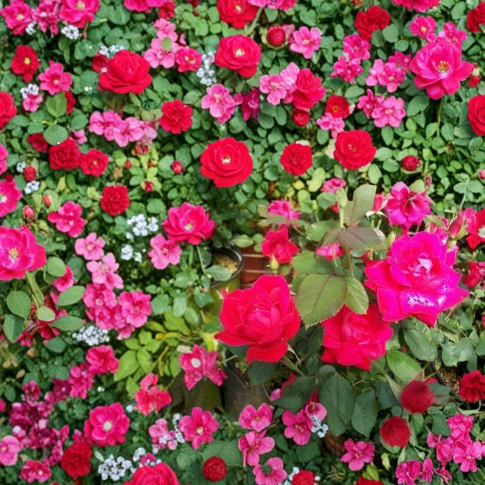 Double Knock Out® Red Rose Live Plant – 1 Gallon | Disease Resistant, Vibrant Red Blooms