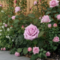 Blue Girl Rose Hybrid Tea Live Plant | 5 Gallon Mauve Lavender Blooms | Fragrant Rose Bush