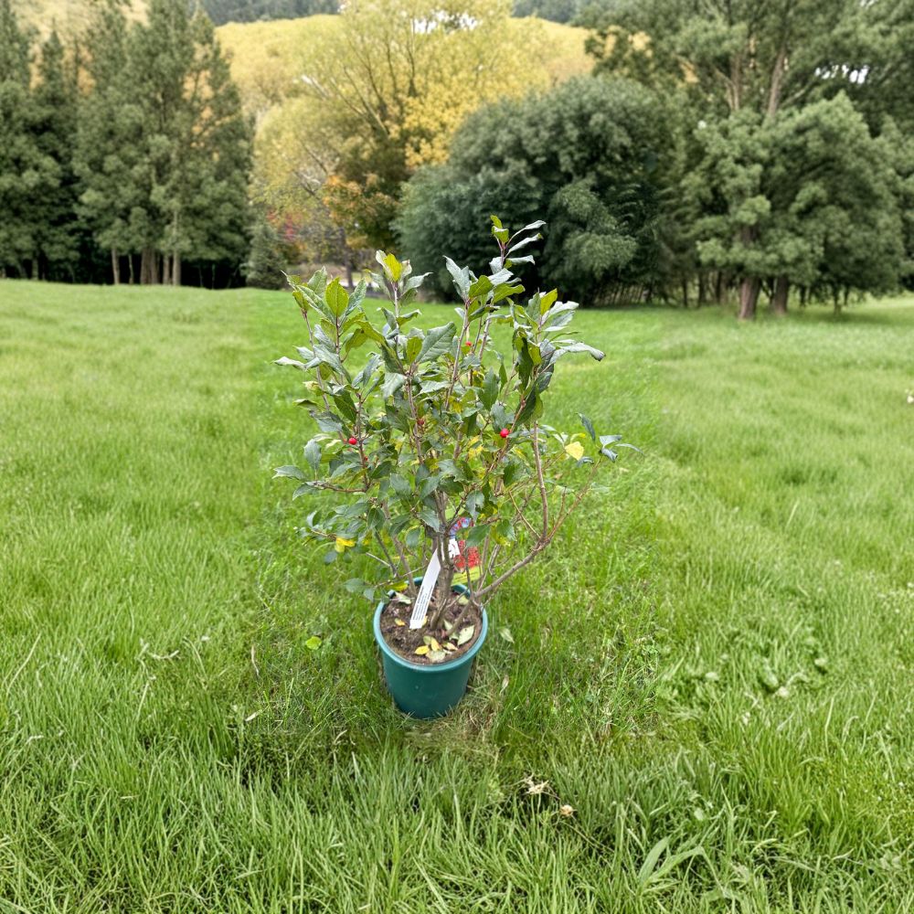 Ilex verticillata 'Kennebago' – Dwarf Red Fruit Winterberry Shrub in 2 Gallon Pot