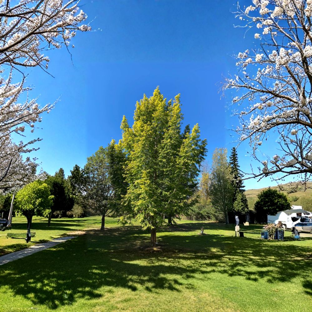 Metasequoia glyptostroboides 'Ogon' – Golden Dawn Redwood Tree Live Graft 10 Inches Tall