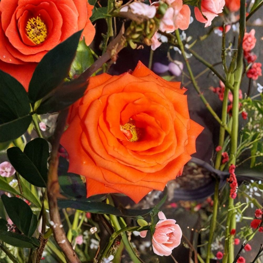 MARINA Floribunda Rose – 2 Gallon Salmon Orange Everblooming Rose Bush