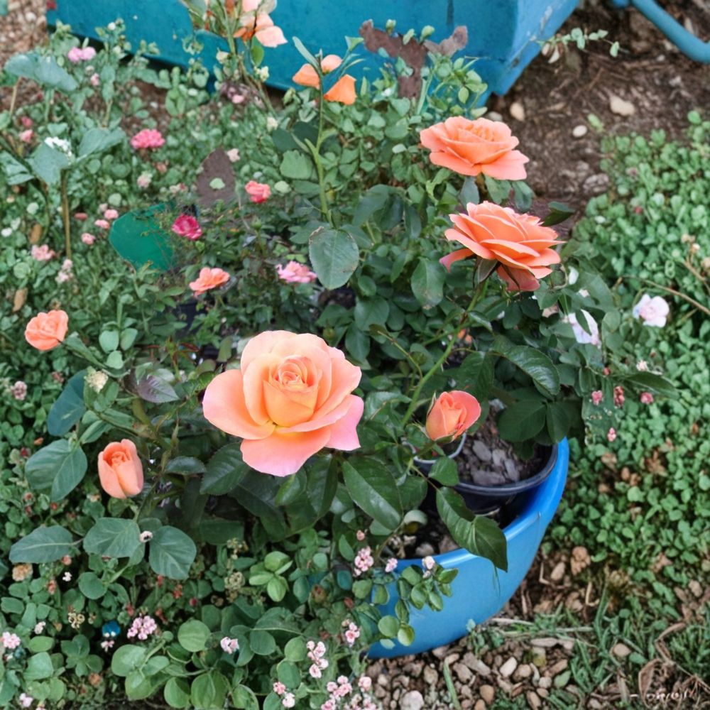 New Year Grandiflora Orange Rose Live Plant - 3 Gallon | Vibrant Repeat Blooming Rose Shrub