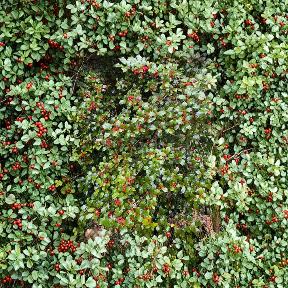 Ilex opaca ‘Dan Fenton’ – 12 Inch American Holly Female Evergreen Tree with Red Berries