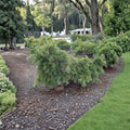 Pinus strobus 'Niagara Falls' – White Pine Live Plant in 1 Gallon Pot | 12 Inches Tall Weeping Evergreen Conifer
