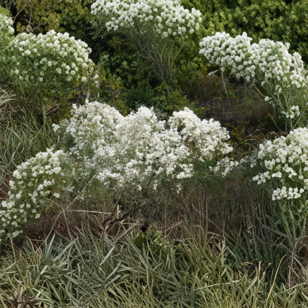 Baccharis halimifolia Live Plant - 2 Gallon Groundseltree Shrub for Coastal & Wildlife Gardens