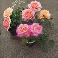 Broadway Rose Live Plant – 3 Gallon Hybrid Tea Rose with Golden Yellow & Pink Blooms