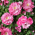 Pink Knock Out® Rose Live Plant – 1 Gallon Medium Pink Disease Resistant Shrub Rose