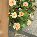 Southern Peach Rose Miniature Rose Bush | 2 Gallon Apricot Yellow Blooms | Compact Garden Rose Shrub
