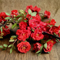 Chaenomeles speciosa 'Iwai Nishiki' – Red Flowering Quince Live Plant in 1 Gallon Pot