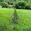 Picea glauca 'Summer Gold' White Spruce Live Plant | 12 Inch Golden Conifer in 1 Gallon Pot