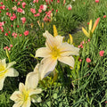 Hemerocallis 'Gentle Blessing' Daylily – 3 Bare Root Plants | Hardy Perennial Flower