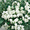 Philadelphus virginalis 'Bouquet Blanc' – Fragrant Mockorange Shrub in 2 Gallon Pot