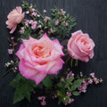 Kordes Perfecta Hybrid Tea Rose Live Plant - 3 Gallon Everblooming Rose Bush