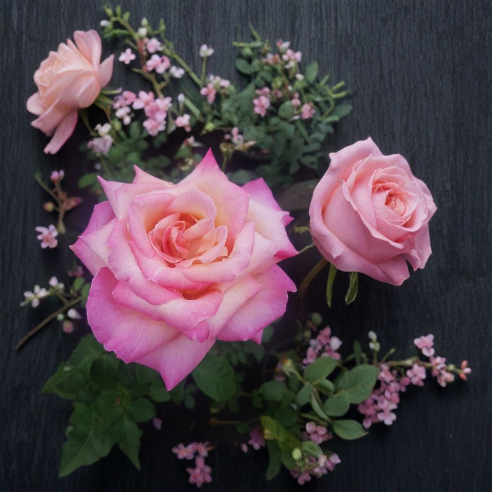 Kordes Perfecta Hybrid Tea Rose Live Plant - 3 Gallon Everblooming Rose Bush
