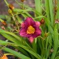 Purple De Oro Daylily 3 Pack | Hemerocallis 'Razzmatazz' Bare Root Perennials