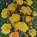 Climbing Golden Shower Rose – 3 Gallon Live Climbing Rose Plant with Daffodil Yellow Blooms