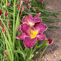 Hemerocallis 'Viking Magic' Daylily – 3 Bare Root Plants | Hardy Perennial Flower