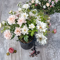 Iceberg Floribunda Rose Live Plant – 1 Gallon | Pure White Repeat Blooming Rose Bush