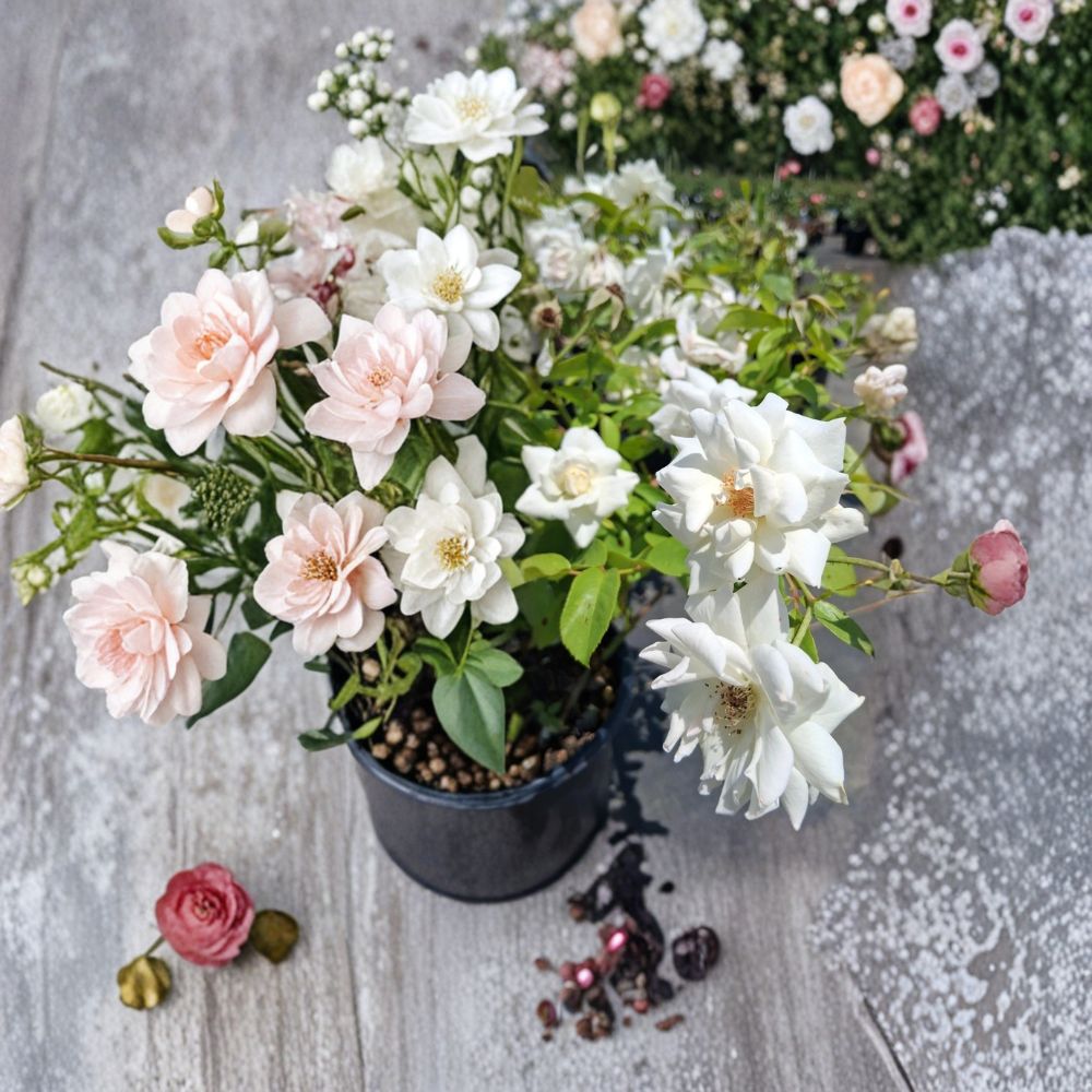 Iceberg Floribunda Rose Live Plant – 1 Gallon | Pure White Repeat Blooming Rose Bush
