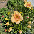 Hemerocallis 'Summer Blush' Daylily – 3 Bare Root Plants | Hardy Perennial Flower