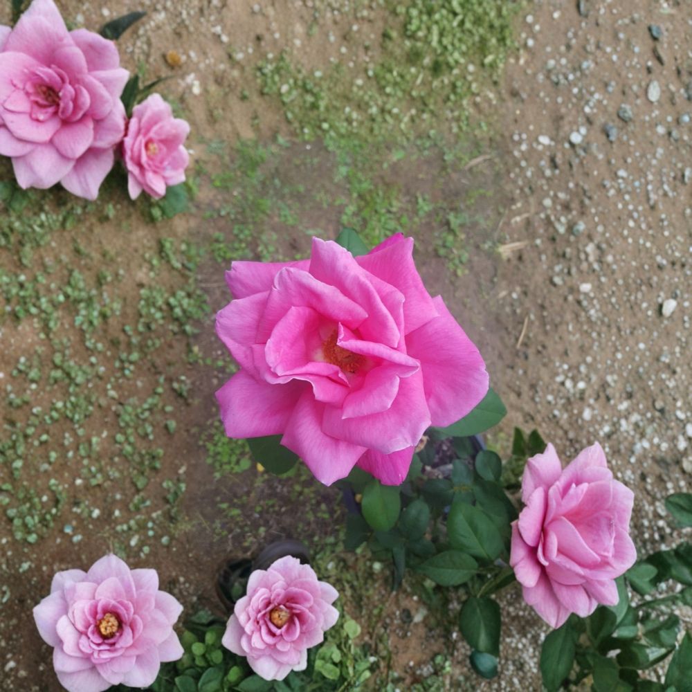 Perfume Delight Hybrid Tea Rose – Live Pink Rose Bush | 2 Gallon Plant | Fragrant Garden Shrub