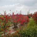 Ilex verticillata 'Maryland Beauty' – Female Winterberry Shrub in 1 Gallon Pot | 12 Inches Tall | Native Red Berry Shrub