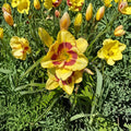 Hemerocallis 'Monterrey Jack' Daylily – 3 Bare Root Plants | Hardy Perennial Flower