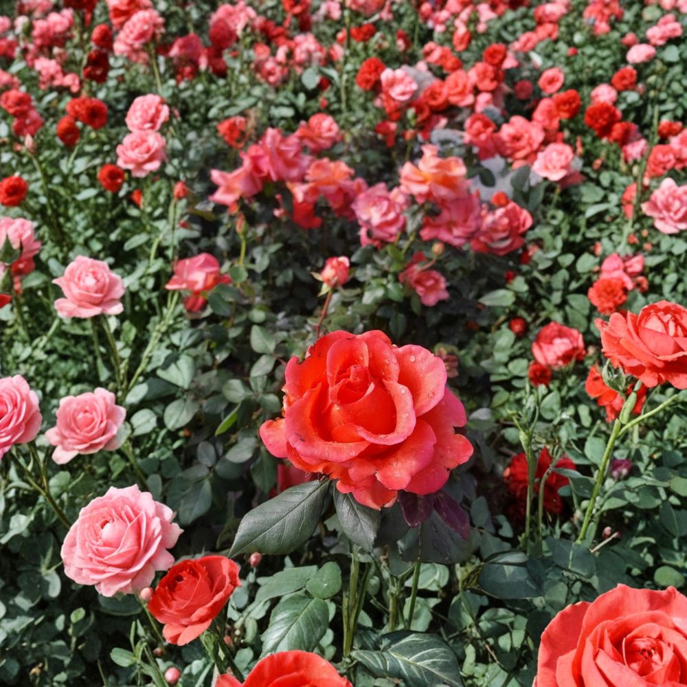 Ring of Fire Hybrid Tea Rose – Live 1 Gallon Rose Bush with Fiery Red Orange Yellow Blooms