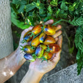 Brad's Atomic Grape Tomato Seeds – 50 Organic Solanum lycopersicum Seeds | Multi-Colored Anthocyanin-Rich Variety