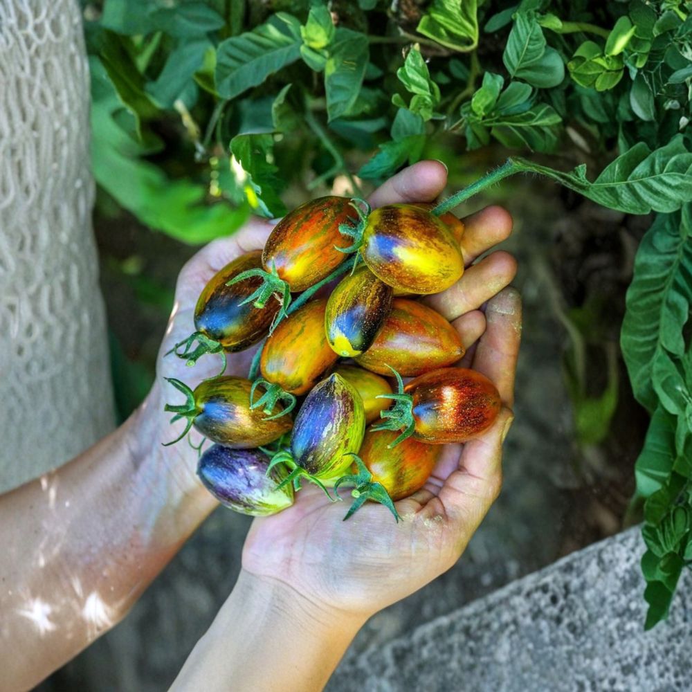 Brad's Atomic Grape Tomato Seeds – 50 Organic Solanum lycopersicum Seeds | Multi-Colored Anthocyanin-Rich Variety