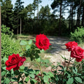 Climbing Don Juan Rose - 5 Gallon Live Climbing Rose Plant with Fragrant Red Blooms