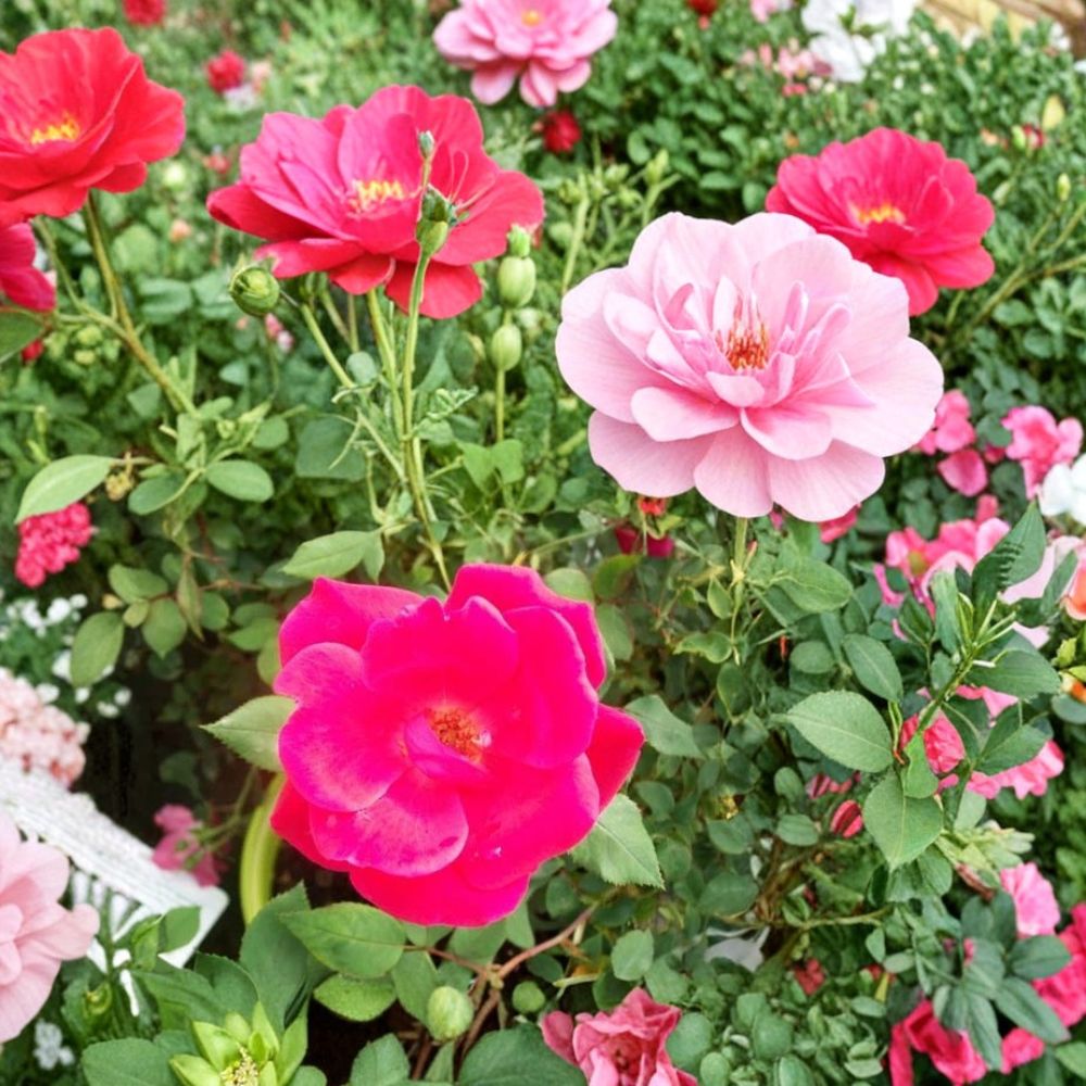 Red Knock Out® Rose Bush Live Plant – 3 Gallon | Cherry Red EarthKind® Shrub Rose
