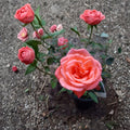 Tropicana Hybrid Tea Rose Live Plant - 3 Gallon Vibrant Orange Rose Bush