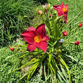 Hemerocallis 'Chicago Brave' Daylily – 3 Bare Root Plants | Hardy Perennial Flower