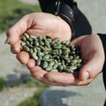 Mbombo Heirloom Bean Seeds – 25 Organic Phaseolus vulgaris | Rare Kenyan Pole Bean