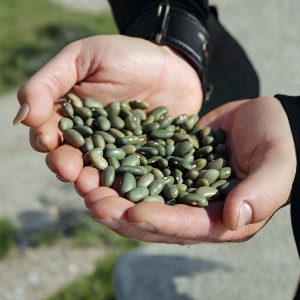 Mbombo Heirloom Bean Seeds – 25 Organic Phaseolus vulgaris | Rare Kenyan Pole Bean