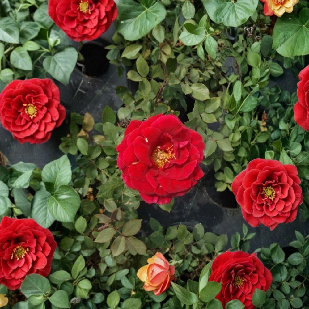 Mr. Lincoln Rose – Hybrid Tea Rose Live Plant | 2 Gallon | Deep Red Fragrant Blooms