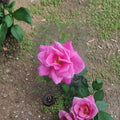 Perfume Delight Hybrid Tea Rose Live Plant - 5 Gallon Fragrant Pink Rose Bush