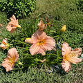 Hemerocallis 'Pewter Pink' Daylily – 3 Bare Root Plants | Hardy Pink Perennial Flower