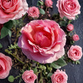 Princesse de Monaco Rose – Live Grandiflora Rose Plant | 1 Gallon | Pink & Cream Blooms
