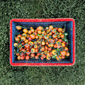 Giallorosso di Crispiano Tomato Seeds – 50 Organic Rare Italian Heirloom | Easy to Grow Keeper Tomato
