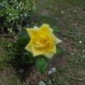 Oregold Grandiflora Rose Live Plant – 1 Gallon Golden Yellow Rose Bush