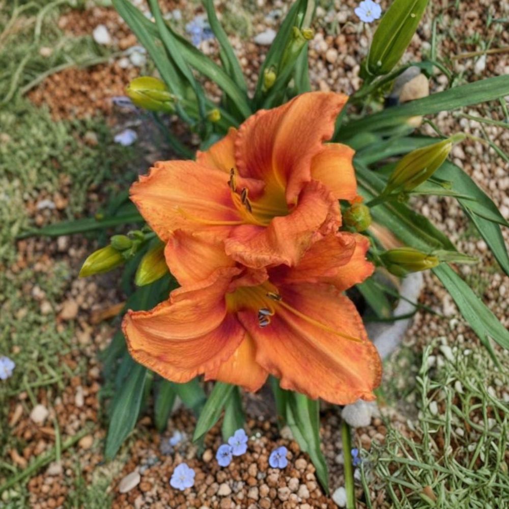 Hemerocallis 'Leebea Orange Crush' Daylily - 3 Bare Root Plants | Vibrant Orange Perennial Flower