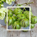 Tzimbalo Seeds - Solanum caripense | 50 Organic Rare Melon Pear Seeds | Easy to Grow Fruit Plant