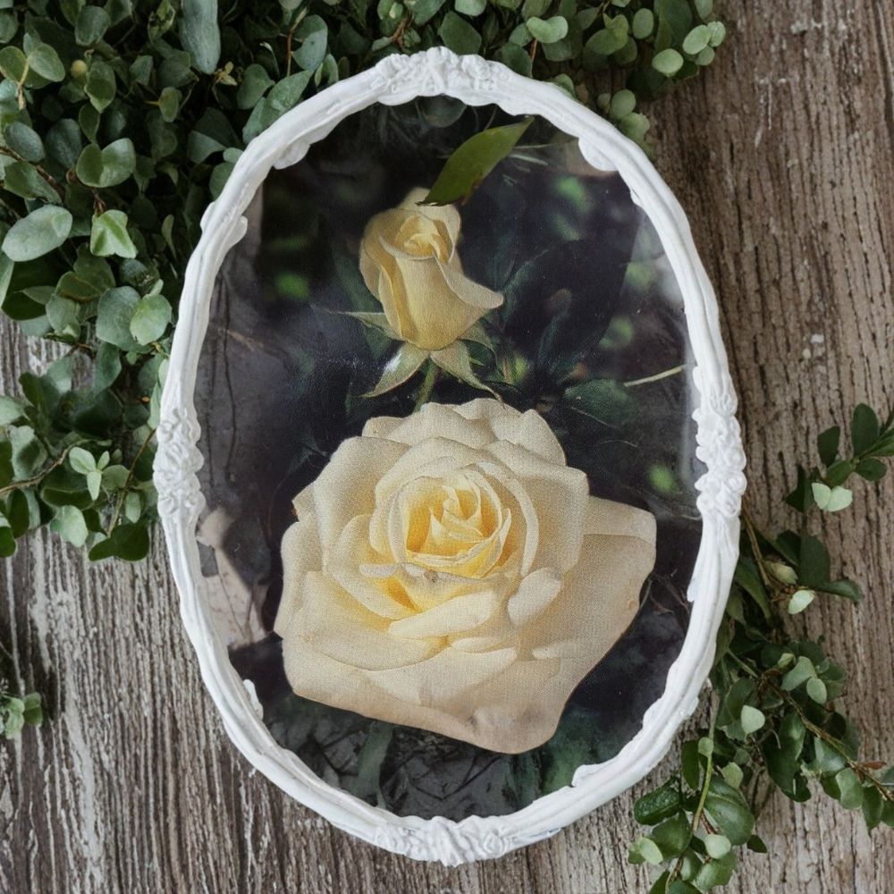 John F. Kennedy Rose - Hybrid Tea Rose Live Plant | 3 Gallon | White Blooms | Full Sun Shrub