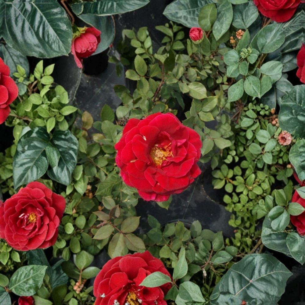 Mr. Lincoln Red Hybrid Tea Rose Live Plant – 5 Gallon Deep Red Fragrant Rose Bush