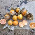 Peruvian Groundcherry Seeds - Physalis peruviana | 50 Organic Cape Gooseberry Seeds