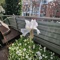 Iris 'Avanelle' Bearded Iris Rhizomes 3 Pack | Ruffled White Blooms with Deep Yellow Beard | Hardy Perennial